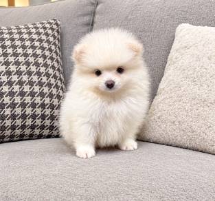 Pomeranian white female puppy