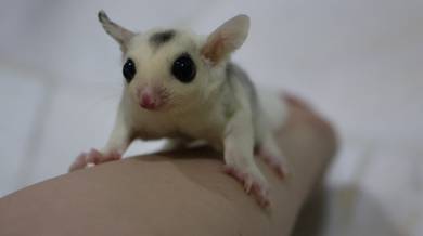 baby mosaic male sugar glider