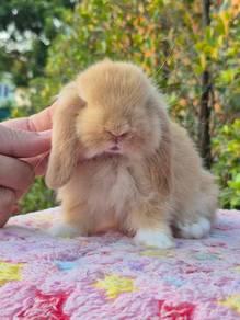oyen rabbit holland lop arnab