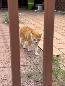 Free stray cats