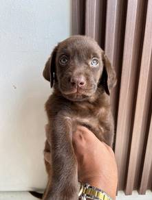 Beautiful & adorable Labrador Retriever puppies av