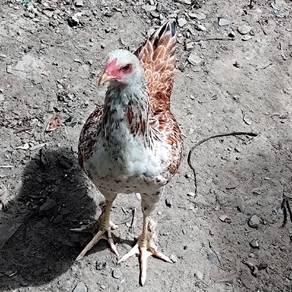 Ayam Betina 