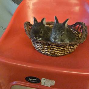 Netherland dwarf !!!