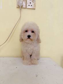 Maltipoo