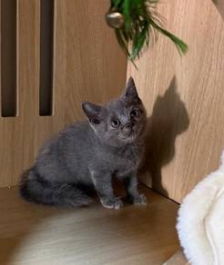 British Shorthair Female Kitten 