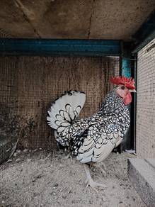 ayam batik