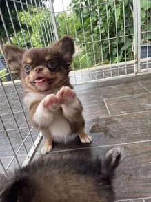 apple head Chihuahua g