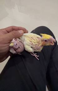burung koktail
