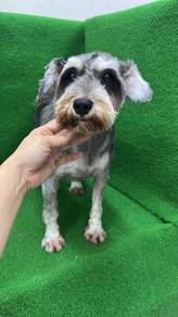 雪纳瑞Schnauzer 
Male
MM-1
Black n Silver