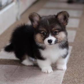 Healthy Female Corgi
