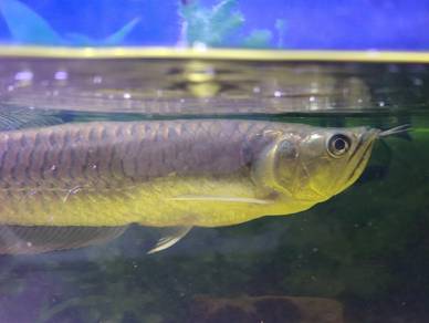 Ikan arowana silver