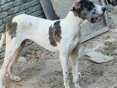 GREAT DANE puppy for sale with very special price,