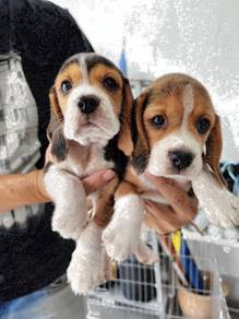 Beagle tri color pup male female