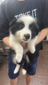 Border Collie Female Puppy F-2