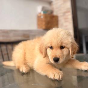 Golden Retriever k