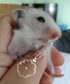 Hamster long hair