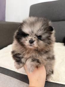 PPP488 Pomeranian Merle color puppy