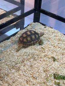 Sulcata tortoises 2 Inch