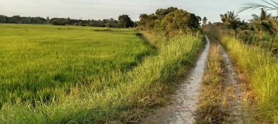 Agricultural Land in Kota Bharu, KTN