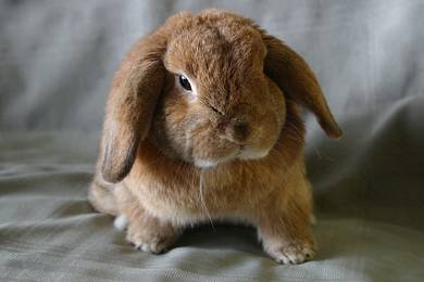 Holland Lop Ear bunny rabbit arnab 