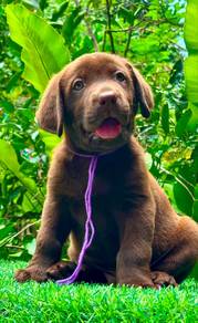 Labrador Brown Male