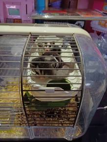 2 Anak sugar glider dan sangkar