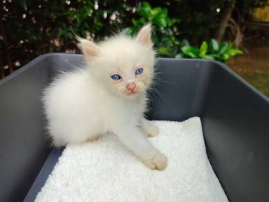 TOPs B-GRADE Fukuhara Bengal Ragdoll cat