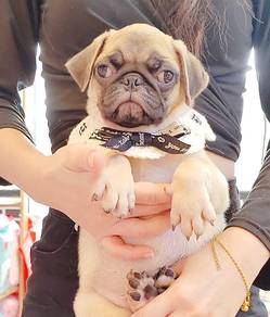 Pug