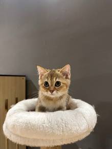 Kitten Female Golden BSH