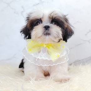 Shih Tzu
