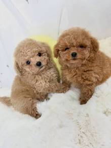 Tiny poodle with MKA 