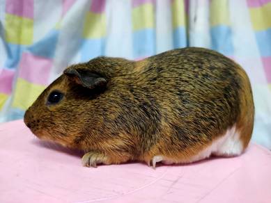 Guinea Pig