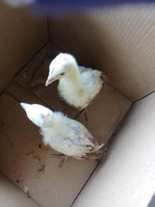 anak burung merak putih 
