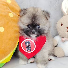 Pomeranian