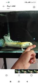 Chana Blue Pulrcha
