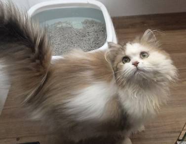 Golden white Minuet cat available 
