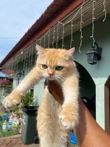 golden british shorthair