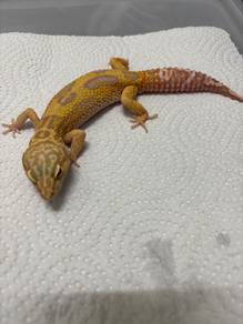 Leopard Gecko