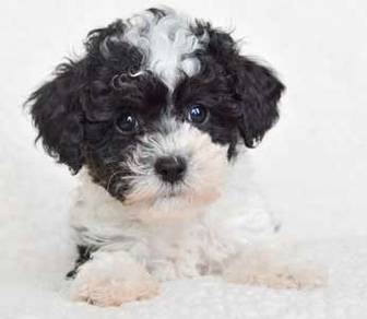 T9470 Furry Shihpoo Cute Teddy Face Puppy Dog