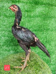 Anak Ayam Ratu Supergreen (Sg) Jantan