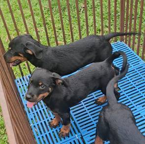 Rottweiler