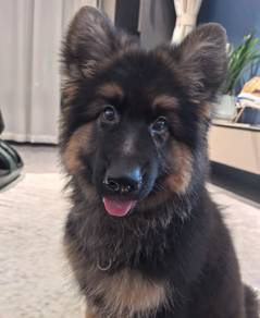 German Shepherd