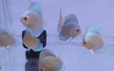 Discus Blue Diamond
