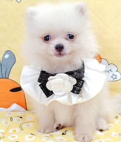 Pomeranian