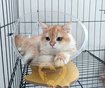 BSH Golden NY12 Pure Supercute