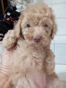 Toy poodle 