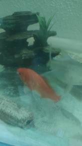 Comet Goldfish, Swordtail, Tinfoil Barb, Feeders