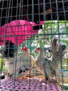 japanese bantam 