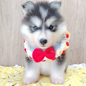 Husky
