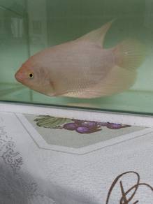Kaloi Albino
